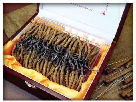 矿区冬虫夏草回收